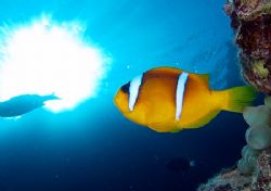 Clownfish "looking at the sun" taken in Sharksbay with E300. by Nikki Van Veelen 